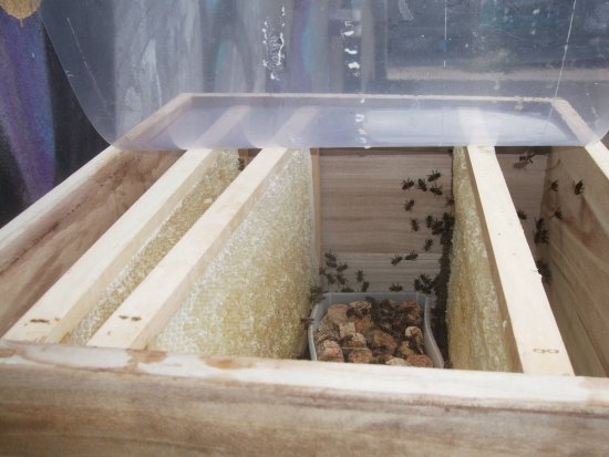 Futterzarge mit leergeschleuderter Wabe