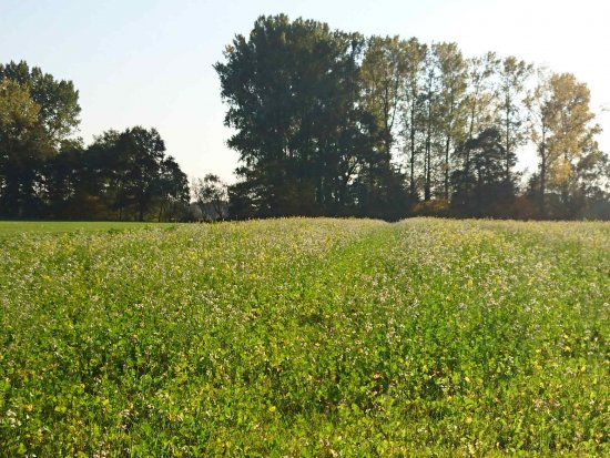 Grueneinsaat, Kohlpflanzen