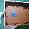 Bienenflucht
