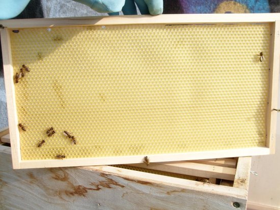 Rähmchen 10b