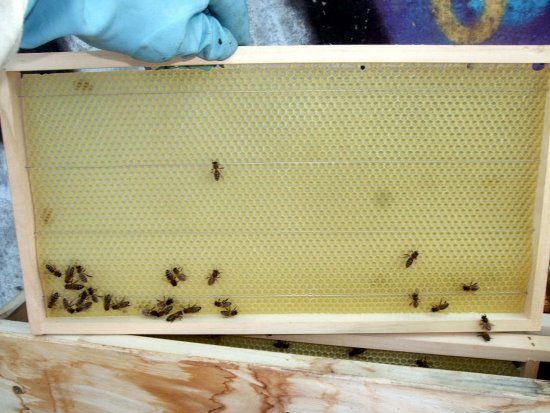 Rähmchen 10a, Brutzarge 1