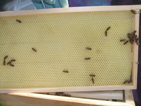 Rähmchen 10a, Brutzarge 2