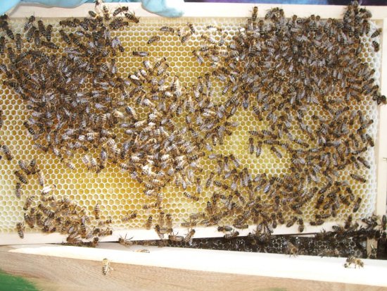 Rähmchen 8a, Brutzarge 2