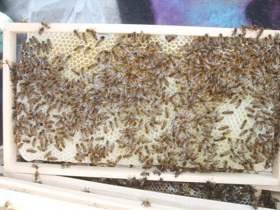 Rähmchen 6a, Brutzarge 2