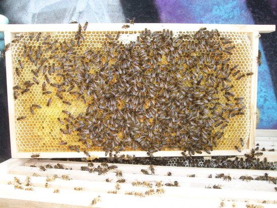 Rähmchen 5b, Brutzarge 2