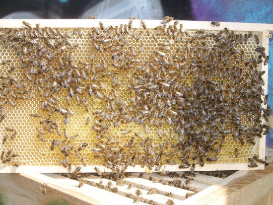 Rähmchen 1a, Brutzarge 2