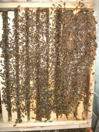 Naturwaben abgenommen