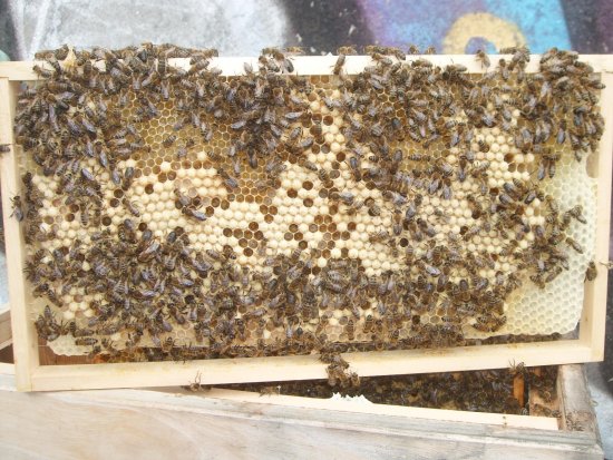 Rähmchen 7b, (Pos. 8)