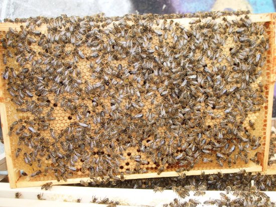 Rähmchen 5b (Pos. 7)