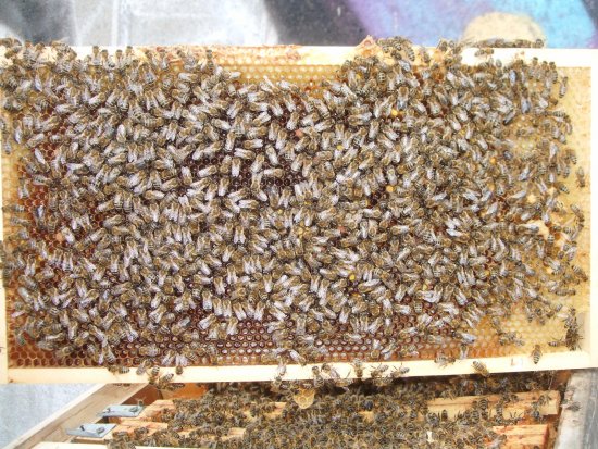 Rähmchen 8b (Pos. 5)