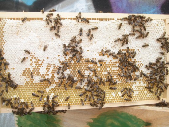 Rähmchen 10b, Futterwabe