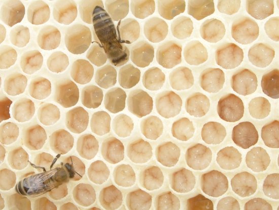 Rähmchen 9b, Detail