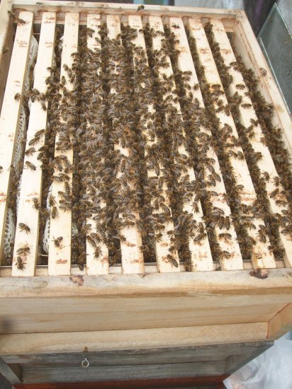 Brutraum 2 von oben. Kasten 1