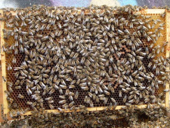 Rähmchen 1a (Pos. 2)