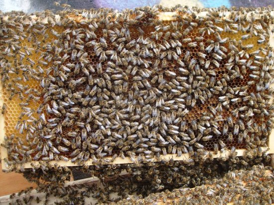 Rähmchen 6a (Pos. 1)