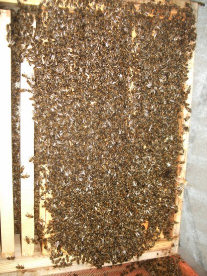 Unterseite Brutraum 1, Kasten 1