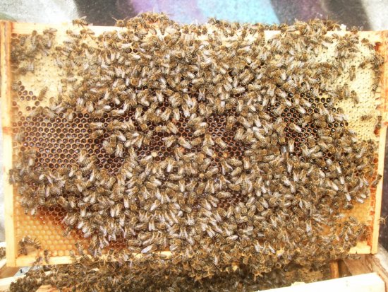 Rähmchen 5b (Posit. 7)