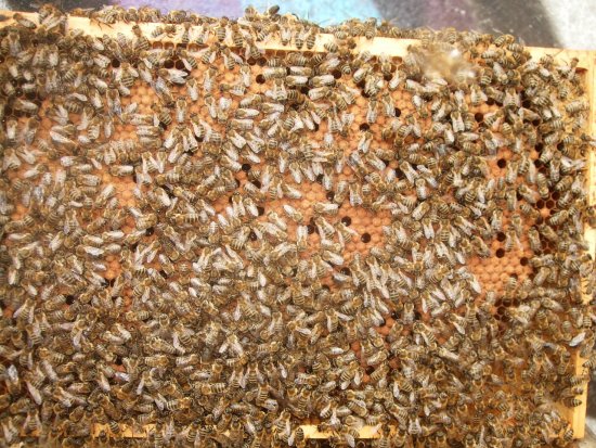 Rähmchen 4b (Posit. 6)