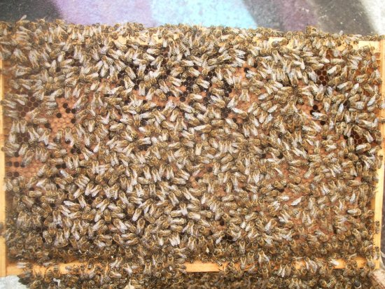 Rähmchen 2a (Posit. 3)