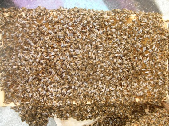 Rähmchen 6b (Posit. 1)