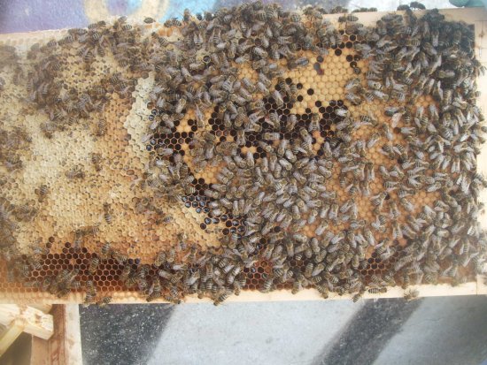 K1Br1R05b. Brutwabe mit Rundmaden. K1.