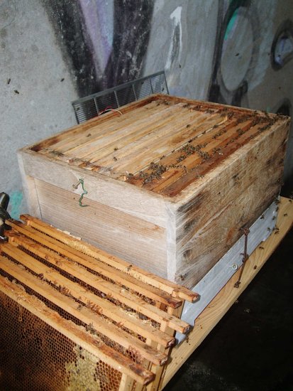 neuer unterer Brutraum