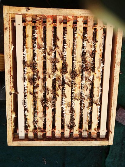 2 Randwaben entnommen