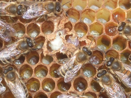 Drohnennachwuchs und Stifte