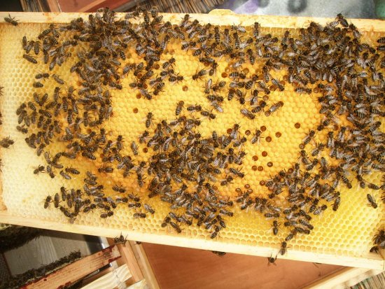 Ex-Leerwabe von Stelle 3