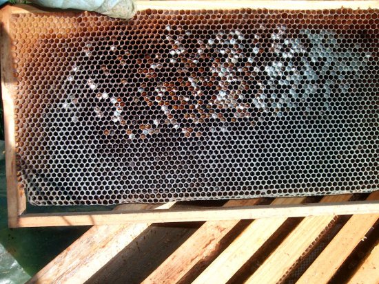 Wabenerneuerung, Blauschimmelwabe