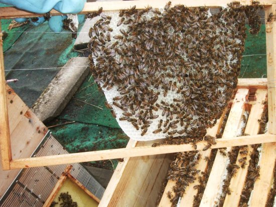 Baurahmen, Drohnenrahmen