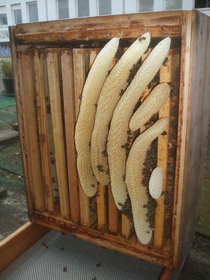 Drohnenwaben-Naturbau