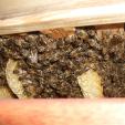 Bee project