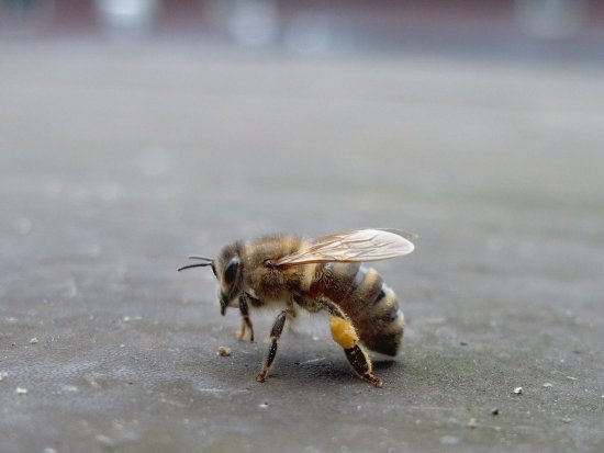 Bienen mit Pollen