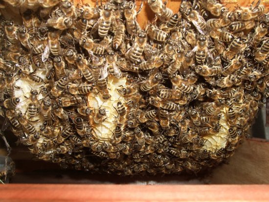 Bienenkugel