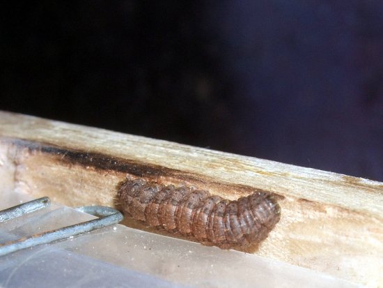Raupe