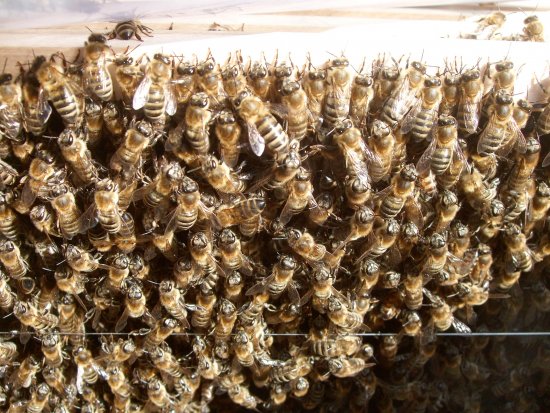 Junge Bienen