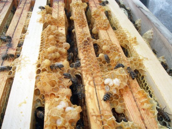 Beschädigte Zellen, Maden