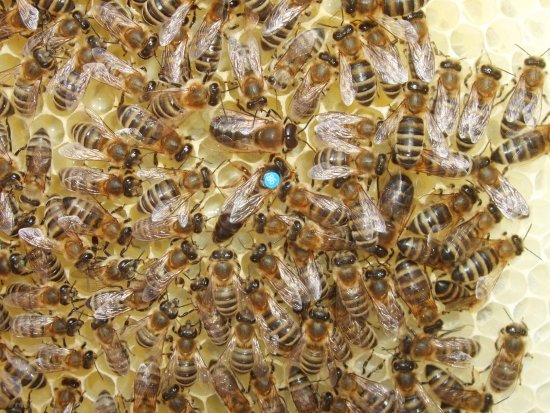 Königin auf Rähmchen 7b