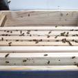 Bienenprojekt