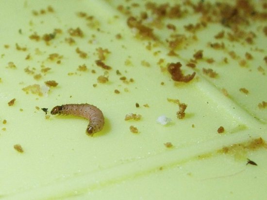 Kleine Raupe