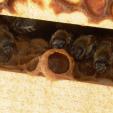 Bienenprojekt