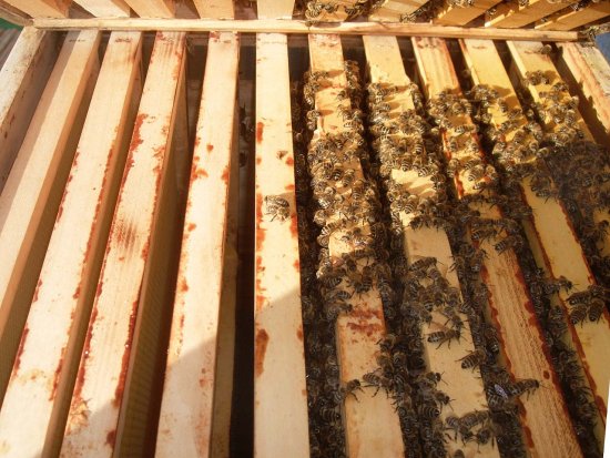 5 Gassen belegt (K1B1)