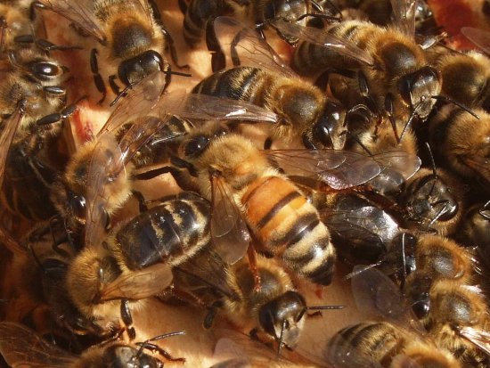 Neue Sorte auch in K4