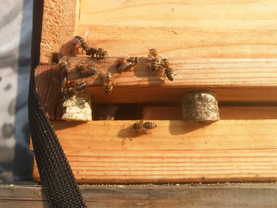 Weniger Wächterbienen.