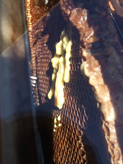 Mittelwandwachs läuft aus