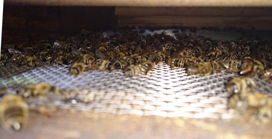 K2 schon früh Totenfall