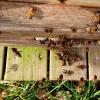 viele "Gelbe" Bienen in K4