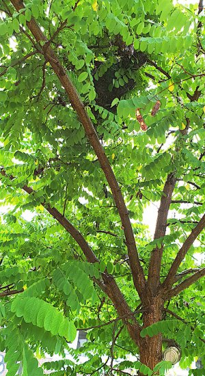 K5, Schwarm, schwaermt