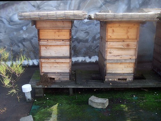 K5 neue Koenigin zurueckgekommen